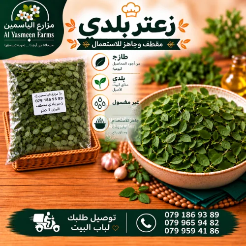 زعتر اخضر بلدي طازة ومقطف جاهز وغير مغسول